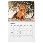 Dogue de Bordeaux Hondenkalender Kalender (Mar 2027)
