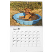 Dogue de Bordeaux Hondenkalender Kalender (Feb 2027)