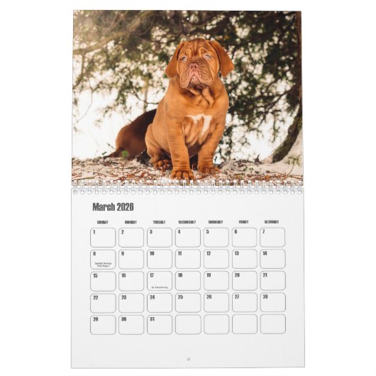 Dogue de Bordeaux Hondenkalender Kalender (Mar 2026)