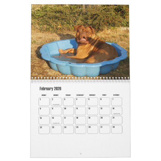 Dogue de Bordeaux Hondenkalender Kalender (Feb 2026)