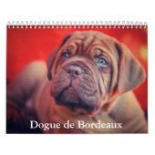 Dogue de Bordeaux Hondenkalender Kalender (Hoes)