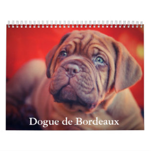 Dogue de Bordeaux Hondenkalender Kalender