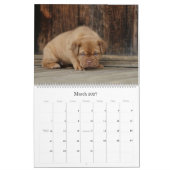 Dogue de Bordeaux Large Wall Agenda Kalender (Mar 2027)