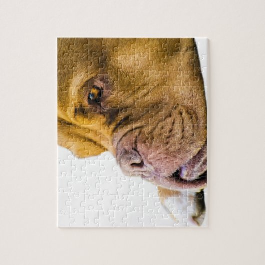 Dogue de Bordeaux Legpuzzel (Verticaal)