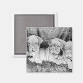 Dogue de bordeaux magneet (Voorkant / Achterkant)