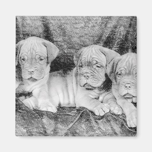 Dogue de bordeaux magneet (Voorkant)