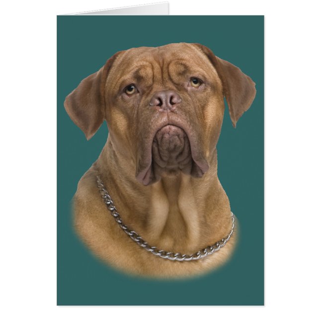 Dogue De Bordeaux Portait (Voorkant)