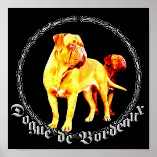 Dogue de Bordeaux poster (Voorkant)