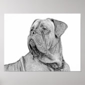Dogue de Bordeaux poster (Voorkant)