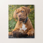 Dogue de Bordeaux Puppy Dog Legpuzzel (Verticaal)