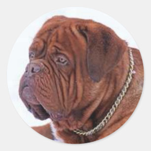 Dogue De Bordeaux Ronde Sticker