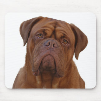 Dogue de Bourdeaux Muismat