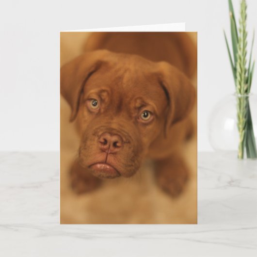 dogue de mastiffkaart van het DEBordeaux puppy Kaart (Voorkant)
