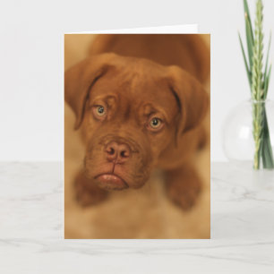 dogue de mastiffkaart van het DEBordeaux puppy Kaart