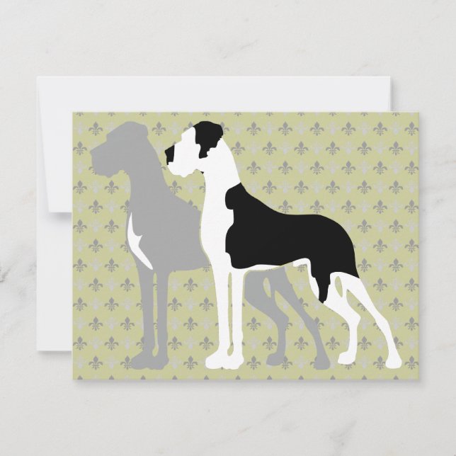 Dogues Allemands bleue Boston (Voorkant)