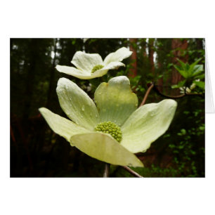 Dogwood and Redwood in Yosemite National Park