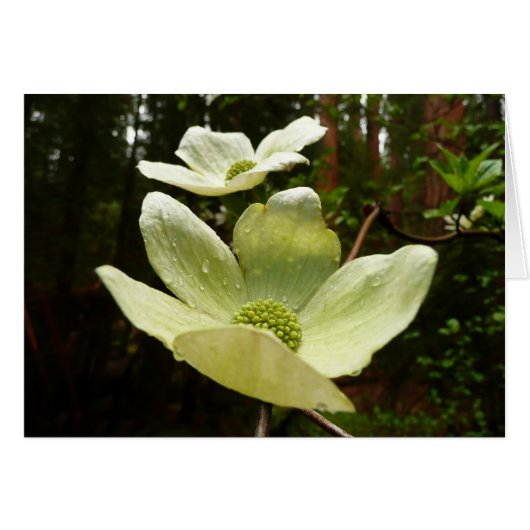 Dogwood and Redwood in Yosemite National Park (Voorkant Horizontaal)