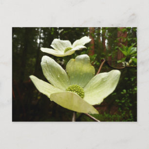 Dogwood and Redwood in Yosemite National Park Briefkaart