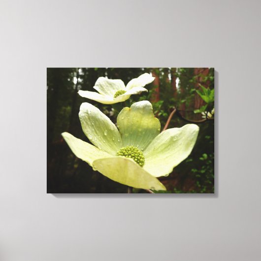 Dogwood and Redwood in Yosemite National Park Canvas Afdruk (Voorkant)