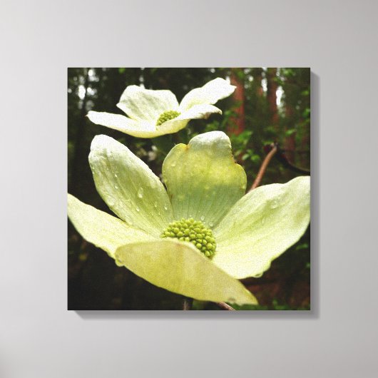 Dogwood and Redwood in Yosemite National Park Canvas Afdruk (Voorkant)