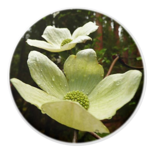 Dogwood and Redwood in Yosemite National Park Keramische Knop (Voorkant)