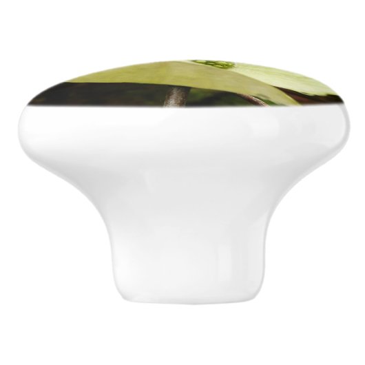 Dogwood and Redwood in Yosemite National Park Keramische Knop (Zijkant)