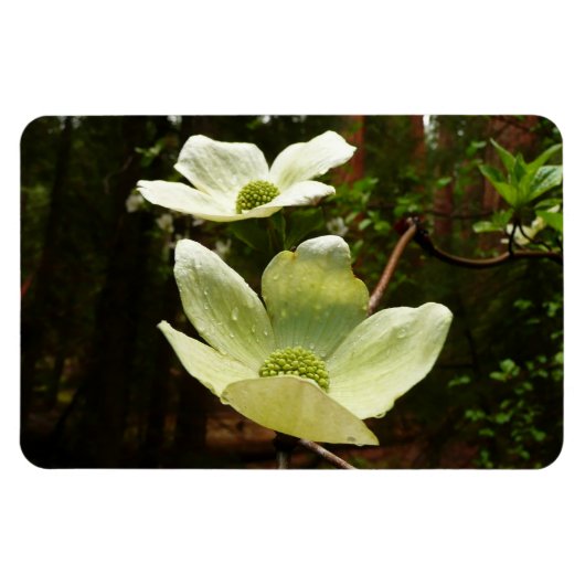 Dogwood and Redwood in Yosemite National Park Magneet (Horizontaal)