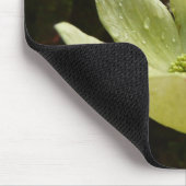 Dogwood and Redwood in Yosemite National Park Muismat (Hoek)