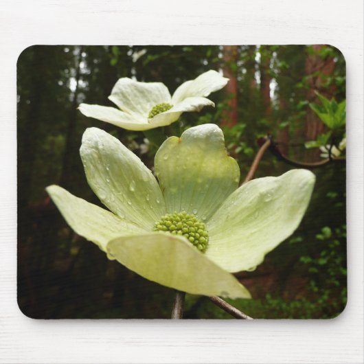 Dogwood and Redwood in Yosemite National Park Muismat (Voorkant)