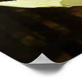 Dogwood and Redwood in Yosemite National Park Poster (Hoek)