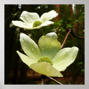 Dogwood and Redwood in Yosemite National Park Poster