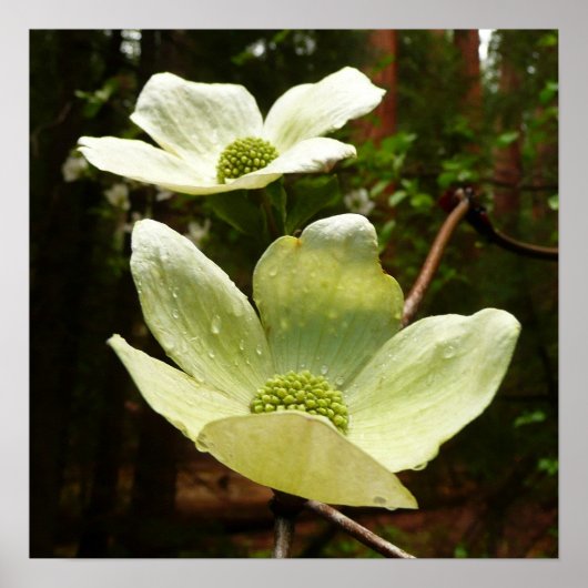 Dogwood and Redwood in Yosemite National Park Poster (Voorkant)