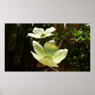Dogwood and Redwood in Yosemite National Park Poster