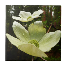 Dogwood and Redwood in Yosemite National Park
