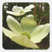 Dogwood and Redwood in Yosemite National Park Vierkante Sticker (Voorkant)