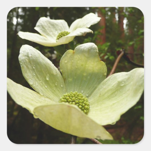 Dogwood and Redwood in Yosemite National Park Vierkante Sticker (Voorkant)
