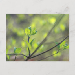 Dogwood bladeren ontstaan in de lente briefkaart