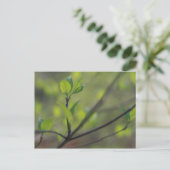 Dogwood bladeren ontstaan in de lente briefkaart (Staand voorkant)