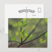 Dogwood bladeren ontstaan in de lente briefkaart (Voorkant / Achterkant)