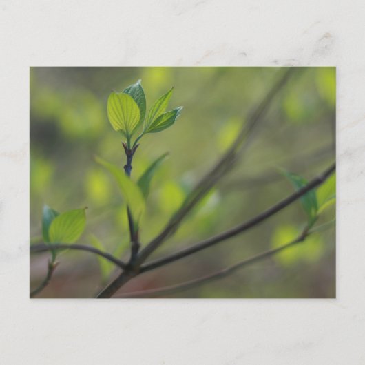 Dogwood bladeren ontstaan in de lente briefkaart (Voorkant)