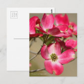 Dogwood bloeiend [Briefkaart] Briefkaart (Voorkant / Achterkant)