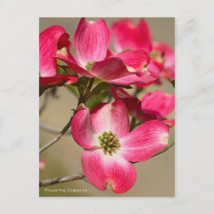 Dogwood bloeiend [Briefkaart] Briefkaart