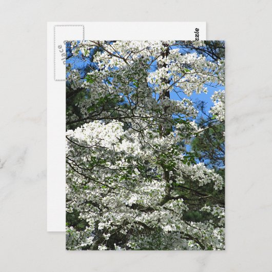 Dogwood bloem briefkaart (Voorkant / Achterkant)