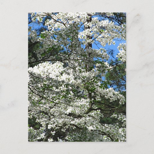 Dogwood bloem briefkaart (Voorkant)