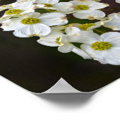 Dogwood bloem poster (Hoek)