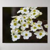 Dogwood bloem poster (Voorkant)