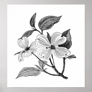 Dogwood bloem poster
