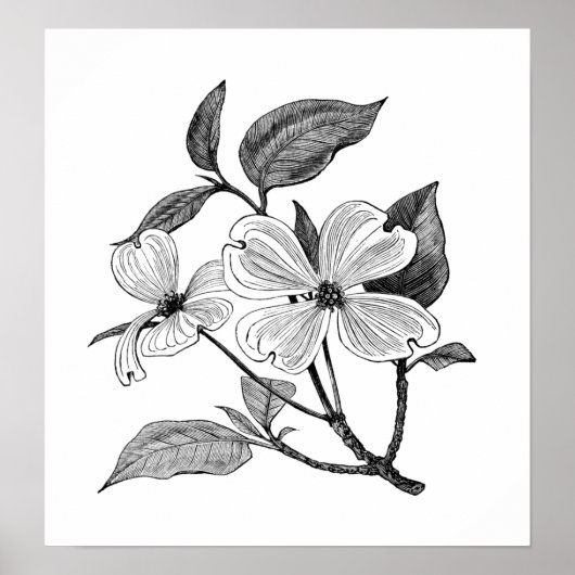 Dogwood bloem poster (Voorkant)