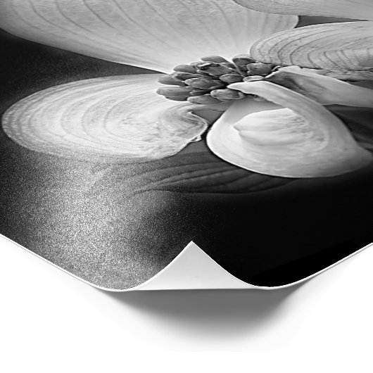 Dogwood bloesems zwart en wit hoog contrast foto afdruk (Hoek)