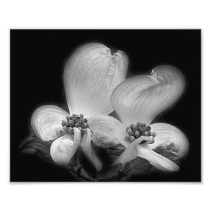 Dogwood bloesems zwart en wit hoog contrast foto afdruk